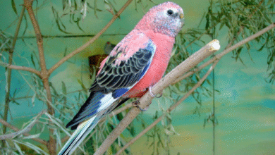 Bourke Parrots