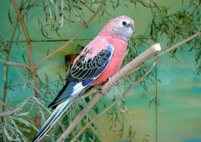 Bourke Parrots