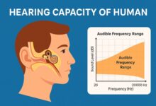 hearing capacity of human​