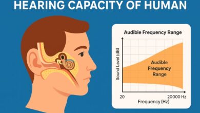 hearing capacity of human​