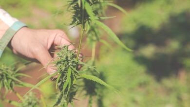 Hand Inspecting Young Cannabis Plant
