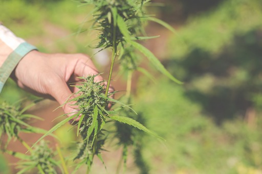 Hand Inspecting Young Cannabis Plant