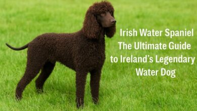 irish water spaniel